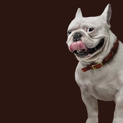 從插畫視角解讀寵物食品 色彩、故事與健康的美好交匯